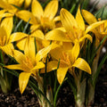 Bulbi_Br_ndu_e_Korolkowii_1 - Fitza Florilor