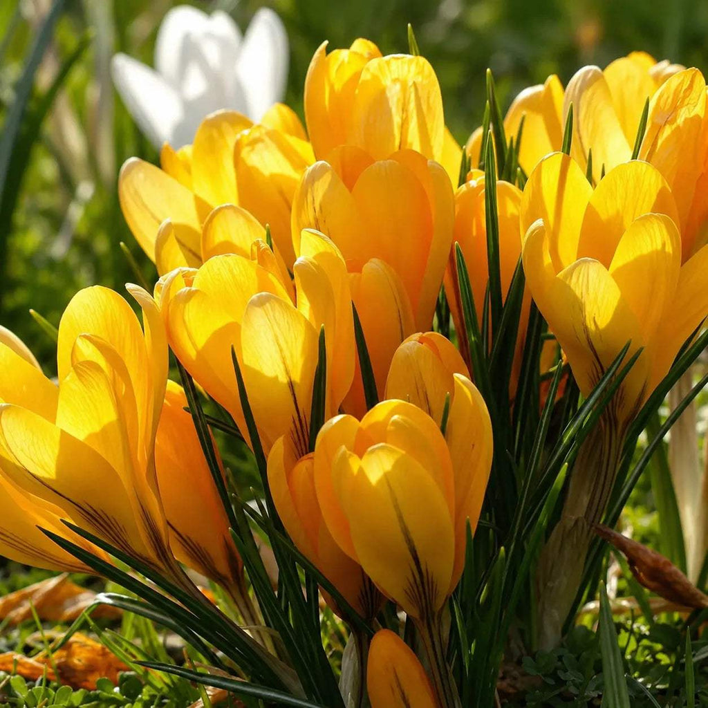 Bulbi_Br_ndu_e_Korolkowii_3 - Fitza Florilor