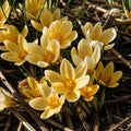 Bulbi_Br_ndu_e_Romance_Chrysanthus - Fitza Florilor