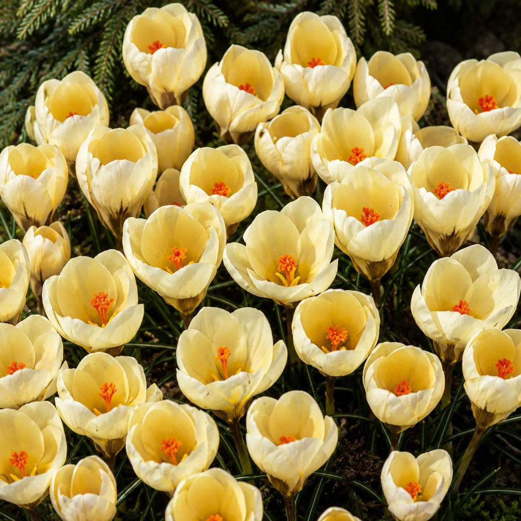 Bulbi_Br_ndu_e_Romance_Chrysanthus_2 - Fitza Florilor