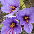 Bulbi_Br_ndu_e_Sativus_ofran - Fitza Florilor
