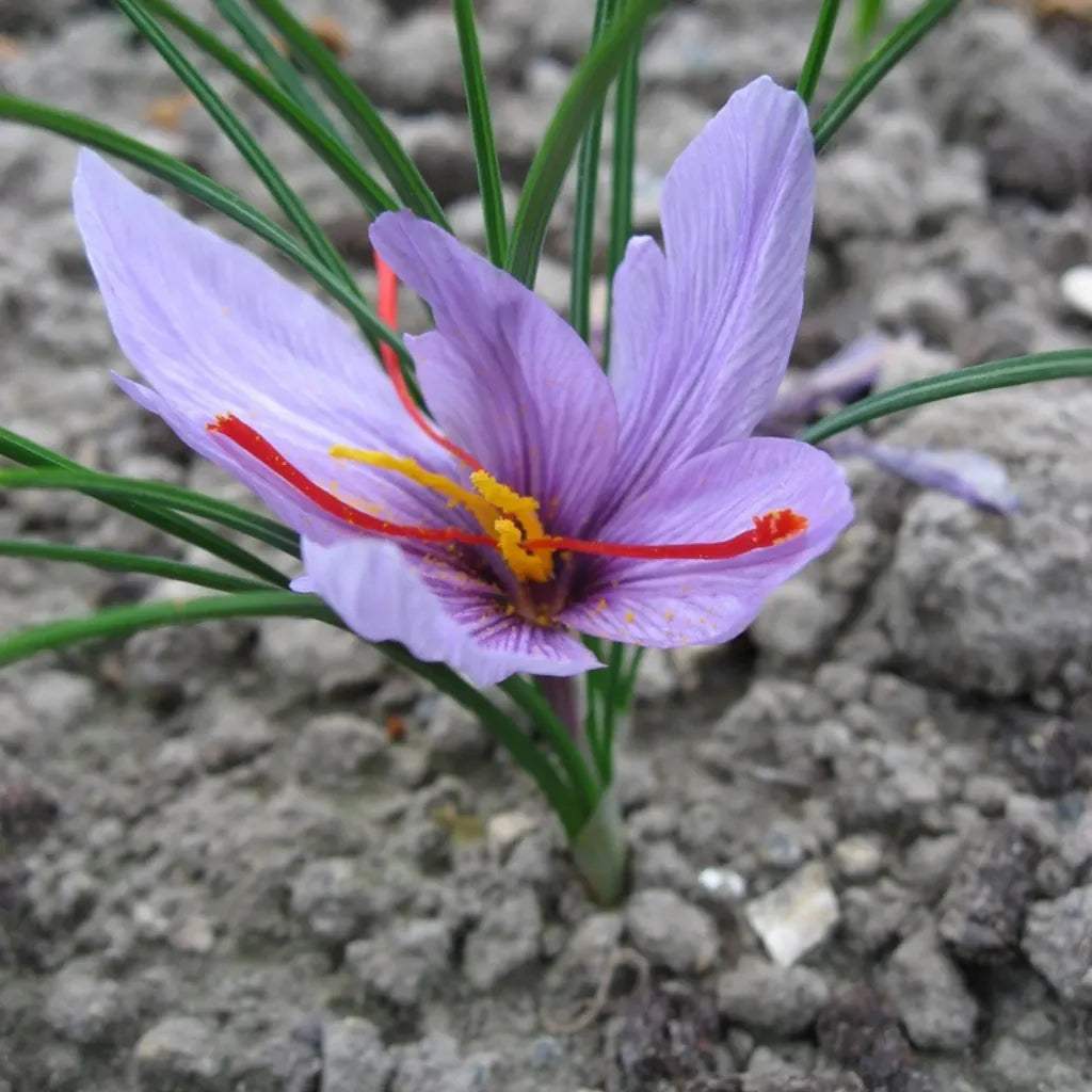 Bulbi_Br_ndu_e_Sativus_ofran_2 - Fitza Florilor