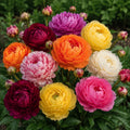 Bulbi Bujori Pachet Mix, pachet cu 3 radacini de bujori in soiuri variate, ideale pentru gradini, ronduri si aranjamente florale elegante
