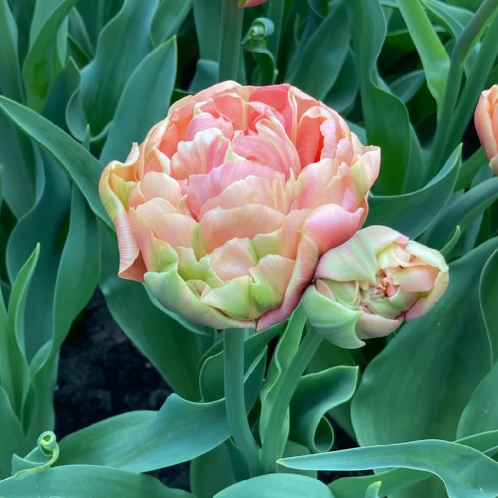 Bulbi de lalele Copper Image, soi decorativ cu flori mari în culori cupru-auriu, potrivit pentru plantare în grădină sau jardiniere.