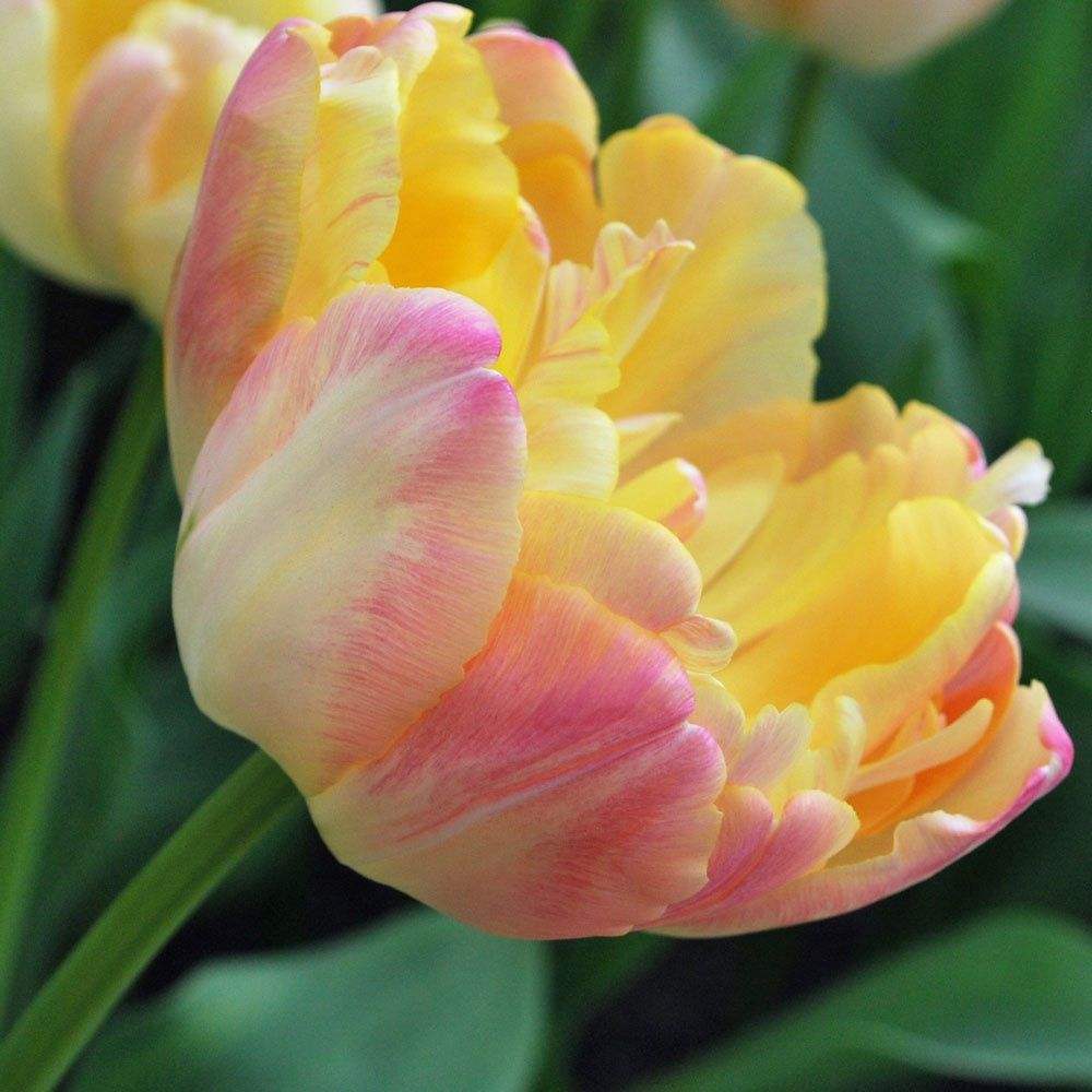 Bulbi_Creme_Upstar - Fitza Florilor