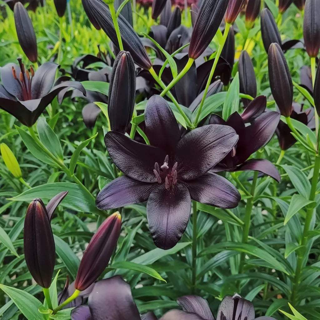 Bulbi_Crini_Nightrider_4 - Fitza Florilor