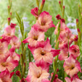 Bulbi Gladiole Apricot Bubble Gum, pachet cu 5 bulbi de gladiole cu flori mari in nuante delicate de roz si piersica, ideale pentru gradini si buchete elegante