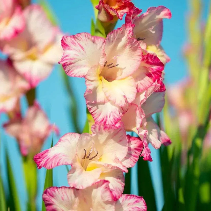 Bulbi Gladiole Apricot Bubble Gum 5 buc, varietate cu flori elegante in tonuri pastel de roz si piersica, potrivita pentru ronduri, borduri si decorul gradinii