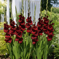 Bulbi Gladiole At Night, pachet cu 5 bulbi de gladiole cu flori mari violet inchis, aproape negre, ideale pentru gradini si buchete elegante