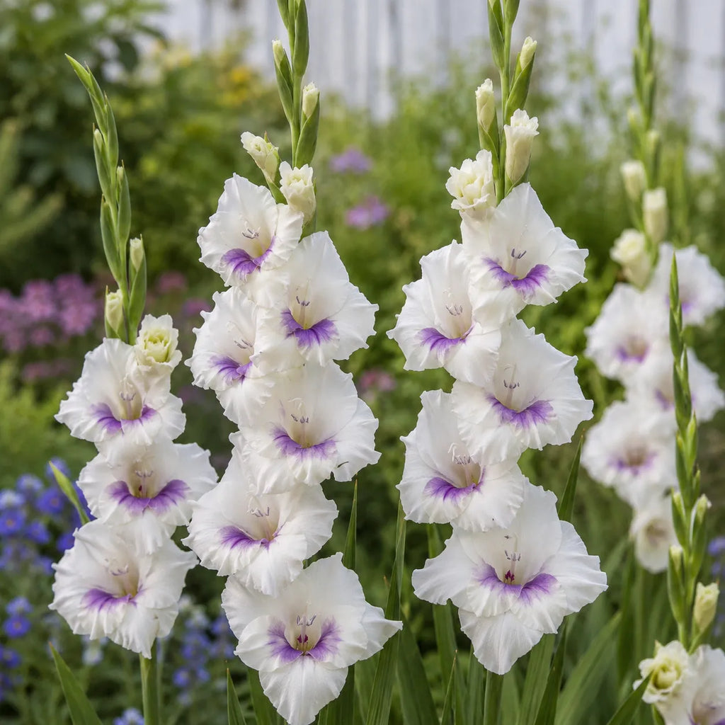 Bulbi Gladiole Aviol 5 buc, varietate cu flori spectaculoase alb-crem si accente violet-liliachii, potrivita pentru ronduri, borduri si decorul gradinii