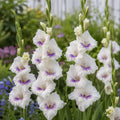 Bulbi Gladiole Aviol 5 buc, varietate cu flori spectaculoase alb-crem si accente violet-liliachii, potrivita pentru ronduri, borduri si decorul gradinii