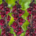 Bulbi Gladiole Black Sea, pachet cu 5 bulbi de gladiole cu flori mari rosu-burgund inchis, aproape negre, ideale pentru gradini si buchete elegante
