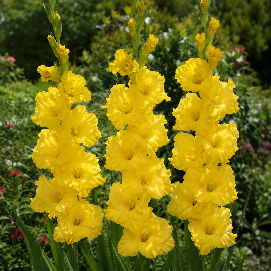 Bulbi Gladiole Charisma, pachet cu 5 bulbi de gladiole cu flori mari in culori vibrante, ideale pentru gradini, borduri si buchete elegante