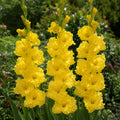 Bulbi Gladiole Charisma, pachet cu 5 bulbi de gladiole cu flori mari in culori vibrante, ideale pentru gradini, borduri si buchete elegante
