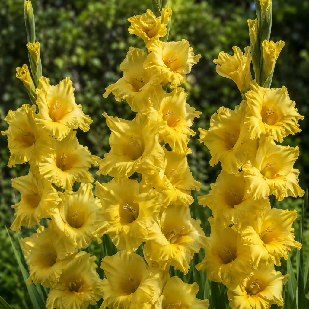 Bulbi Gladiole Charisma, soi cu inflorire abundenta si flori mari colorate, ideal pentru amenajarea gradinilor si realizarea buchetelor rafinate