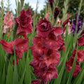 Bulbi Gladiole Chocolate, pachet cu 5 bulbi de gladiole cu flori mari in nuante intense de roz inchis si ciocolatiu, ideale pentru gradini si buchete elegante