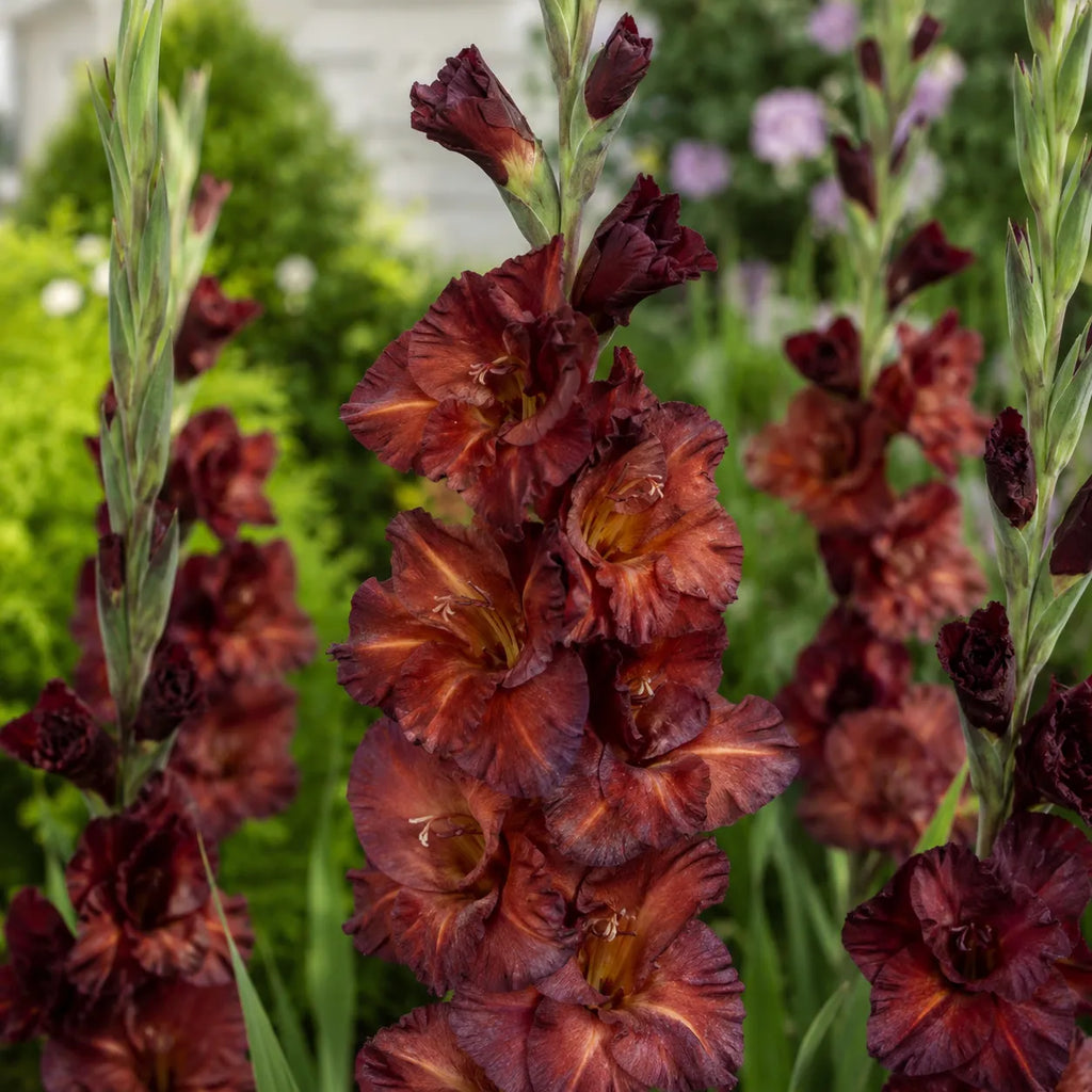 Bulbi Gladiole Chocolate 5 buc, varietate cu flori spectaculoase in tonuri profunde de roz inchis si ciocolatiu, potrivita pentru ronduri, borduri si decorul gradinii