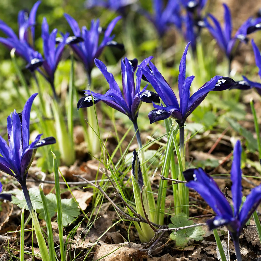 Bulbi Iris Blue Note Reticulata, soi cu flori albastre delicate și parfumate, ideal pentru grădini, borduri, rocării, ghivece decorative și înflorire timpurie de primăvară
