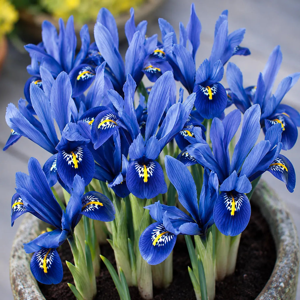 Bulbi Iris Blue Note Reticulata, iris pitic ornamental cu flori albastre parfumate și înflorire abundentă, ideal pentru grădini, ghivece, borduri, rocării și amenajări florale de primăvară