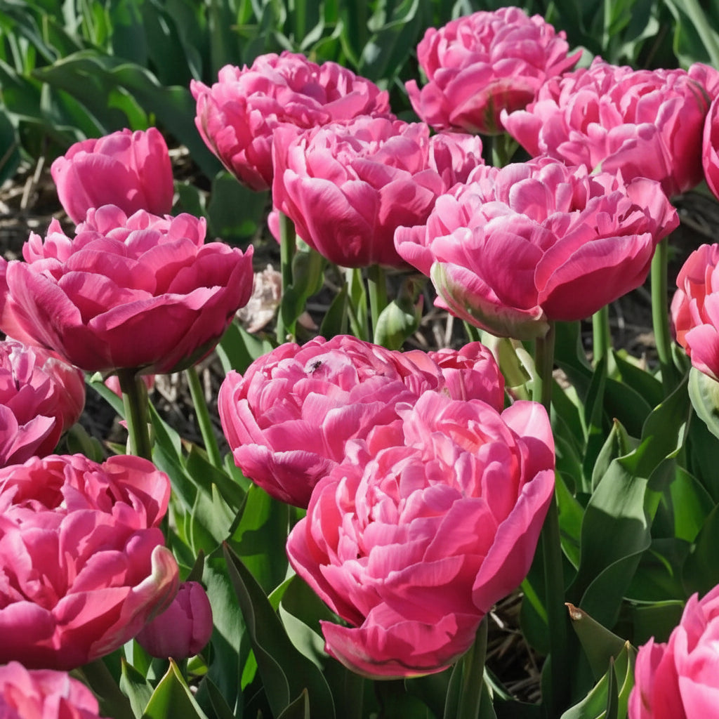 Bulbi Lalele Amazing Grace – soi elegant cu flori roz delicat și formă rafinată. Ideal pentru grădini romantice și înflorire spectaculoasă primăvara.