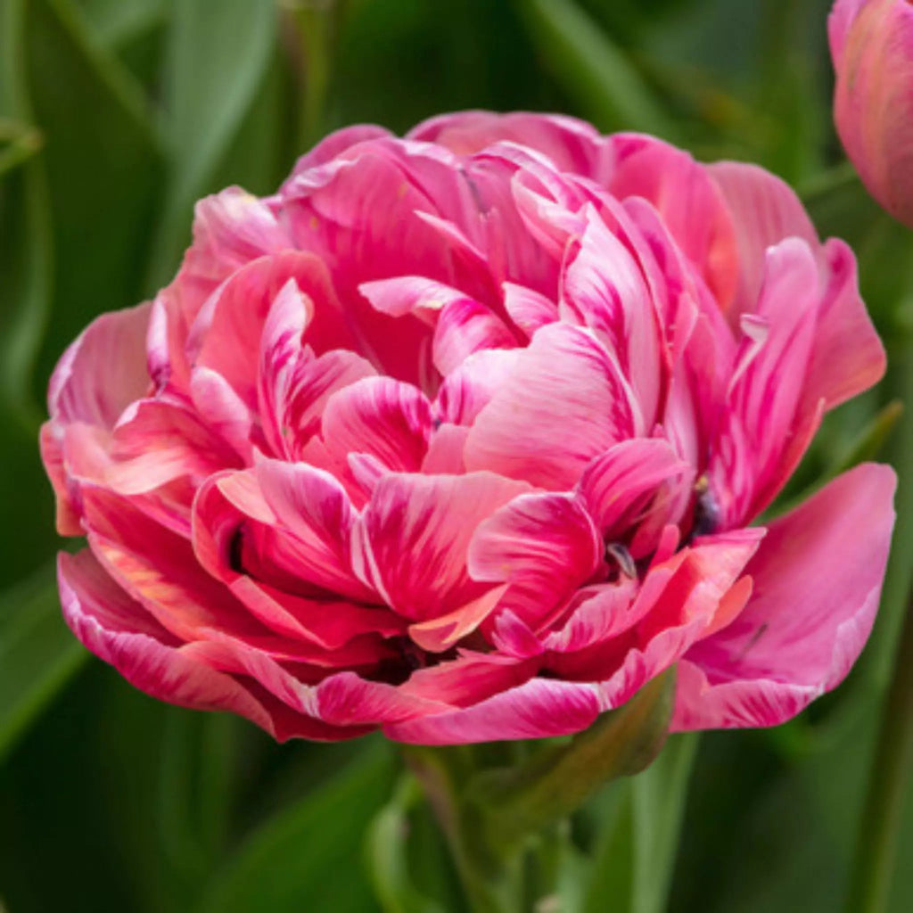 Bulbi Lalele Amazing Grace, lalele roz pastel cu aspect sofisticat. Plantare toamna pentru flori bogate în aprilie-mai.