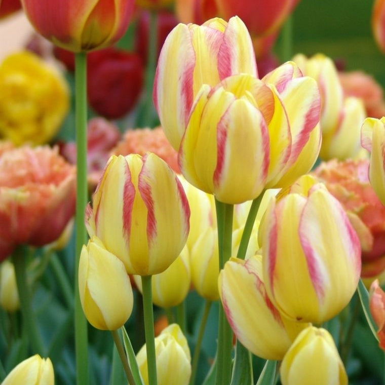 Bulbi Lalele Antoinette cu flori elegante în nuanțe schimbătoare de galben și roz. Ideale pentru grădină, borduri și aranjamente spectaculoase de primăvară.