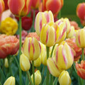 Bulbi_Lalele_Antoinette - Fitza Florilor