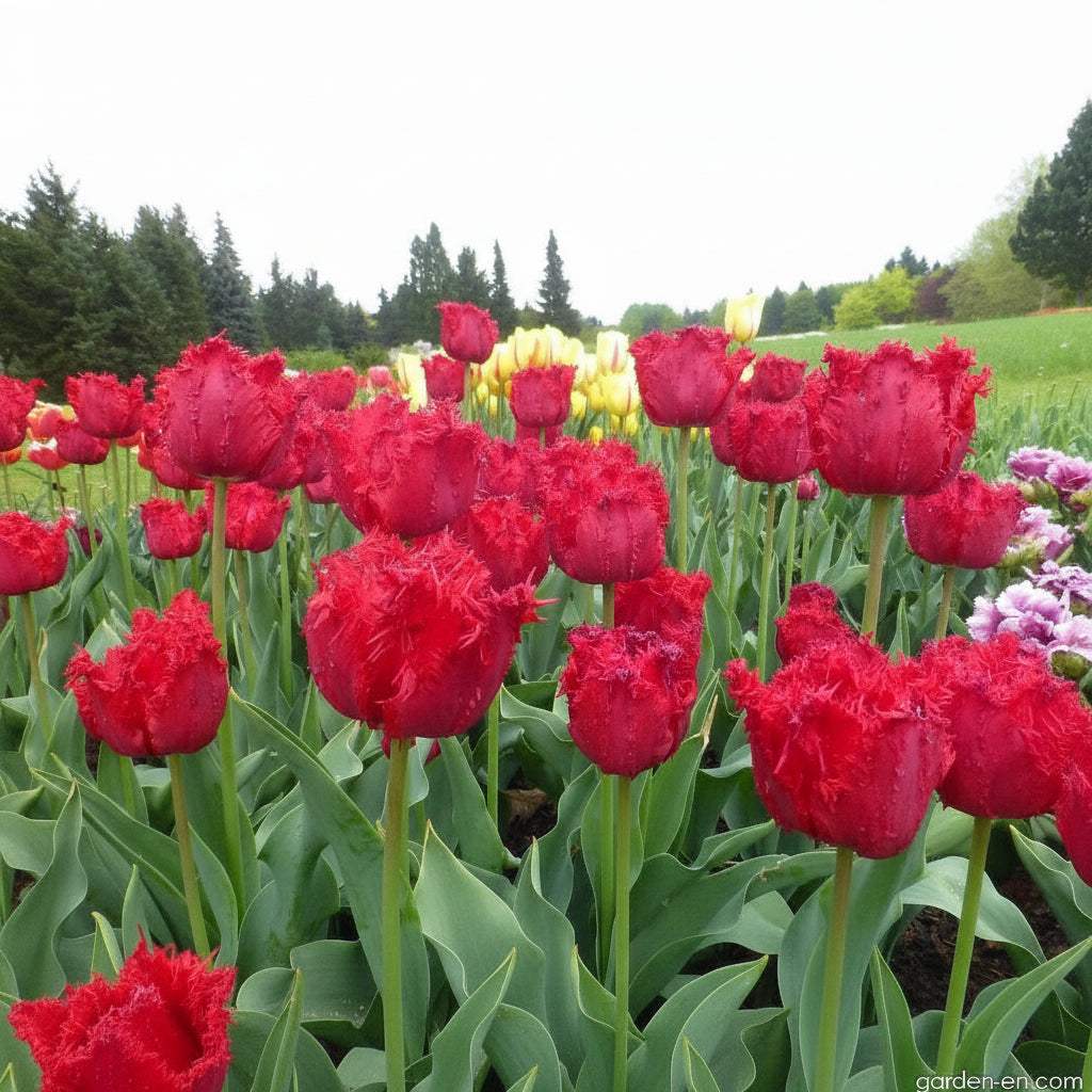 Bulbi_Lalele_Barbados - Fitza Florilor