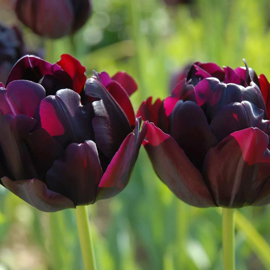 Bulbi Lalele Black Hero – soi dublu spectaculos, mov foarte închis, aproape negru. Ideal pentru grădini elegante și înflorire bogată primăvara.