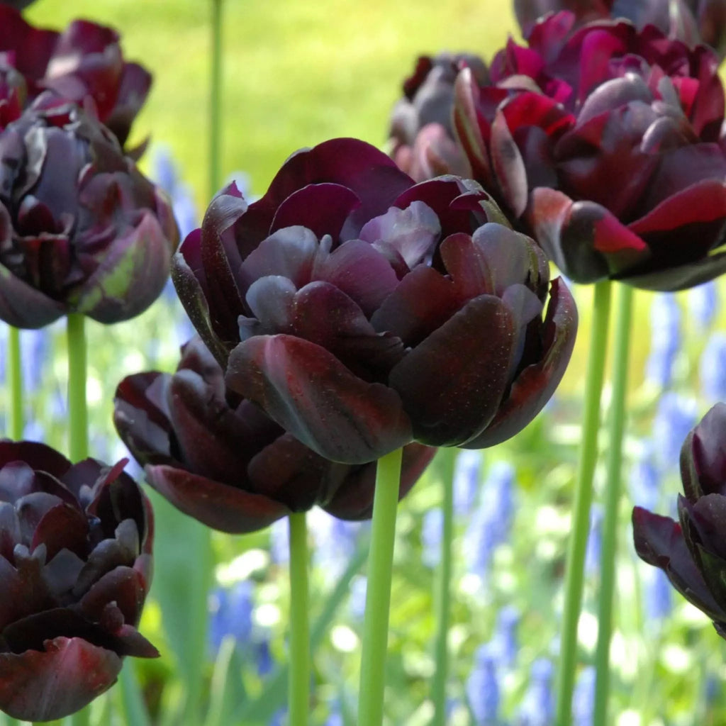 Bulbi Lalele Black Hero, lalele duble cu petale catifelate și culoare intensă. Plantare toamna pentru efect dramatic în aprilie-mai.