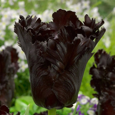 Bulbi de lalele Black Parrot cu petale franjurate și nuanțe intense de violet-negru. Ideali pentru grădini elegante și aranjamente florale impresionante. Plantare ușoară, înflorire primăvara.