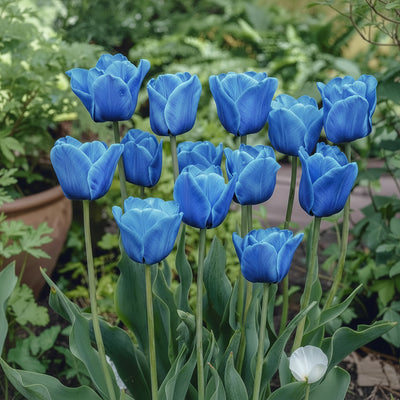 Bulbi Lalele Blue Aimable – soi elegant mov-liliachiu, cu flori mari și formă clasică. Ideal pentru grădini rafinate și înflorire bogată primăvara.