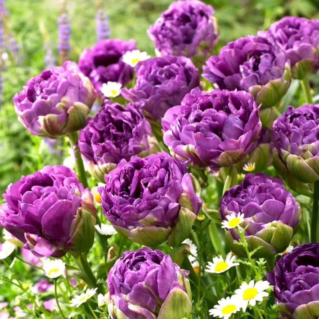 Bulbi Lalele Blue Wow, lalele duble cu petale bogate și culoare intensă. Plantare toamna pentru flori impresionante în aprilie-mai.