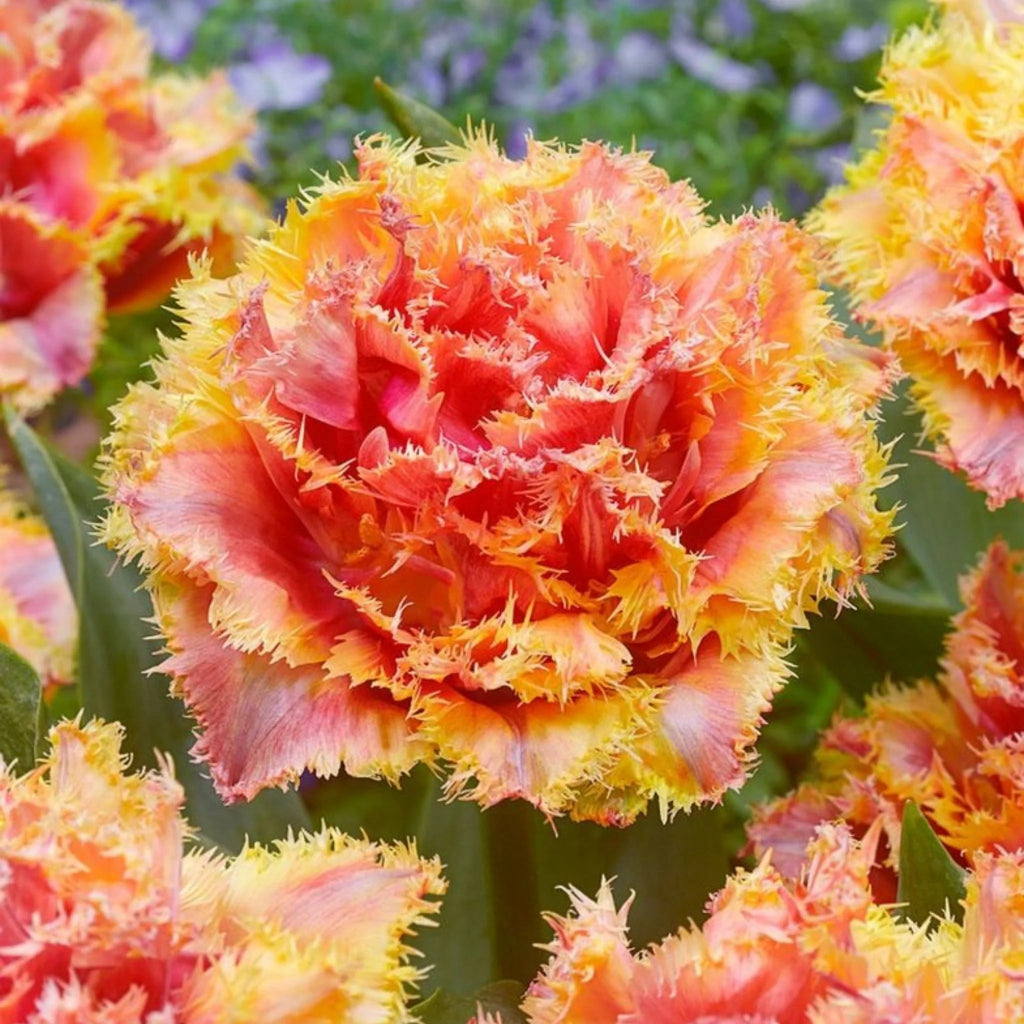 Bulbi de lalele Brisbane cu flori elegante în nuanțe galben-auriu și margini roz delicate. Ideali pentru grădini colorate, borduri și aranjamente florale de primăvară.
