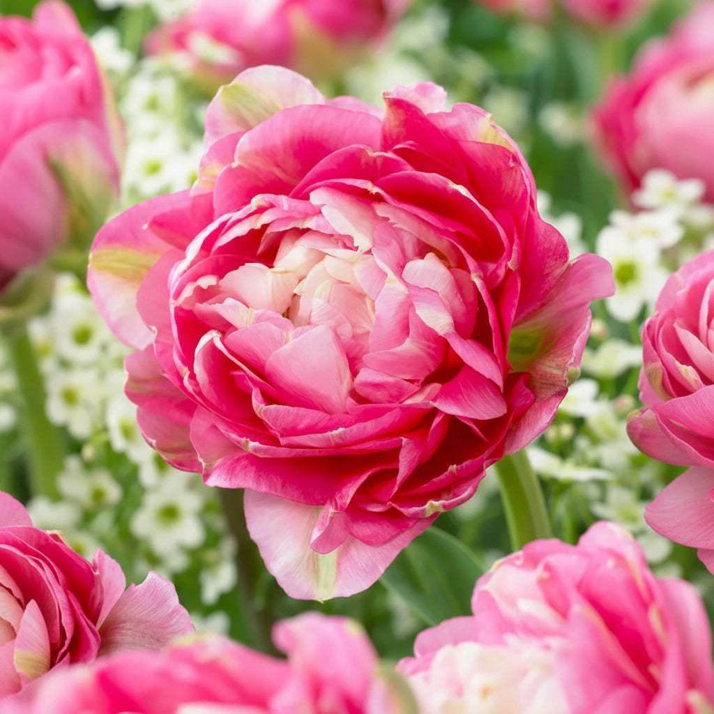 Bulbi_Lalele_Crispion_Sweet - Fitza Florilor