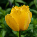 Bulbi_Lalele_Crystal_Sta - Fitza Florilor