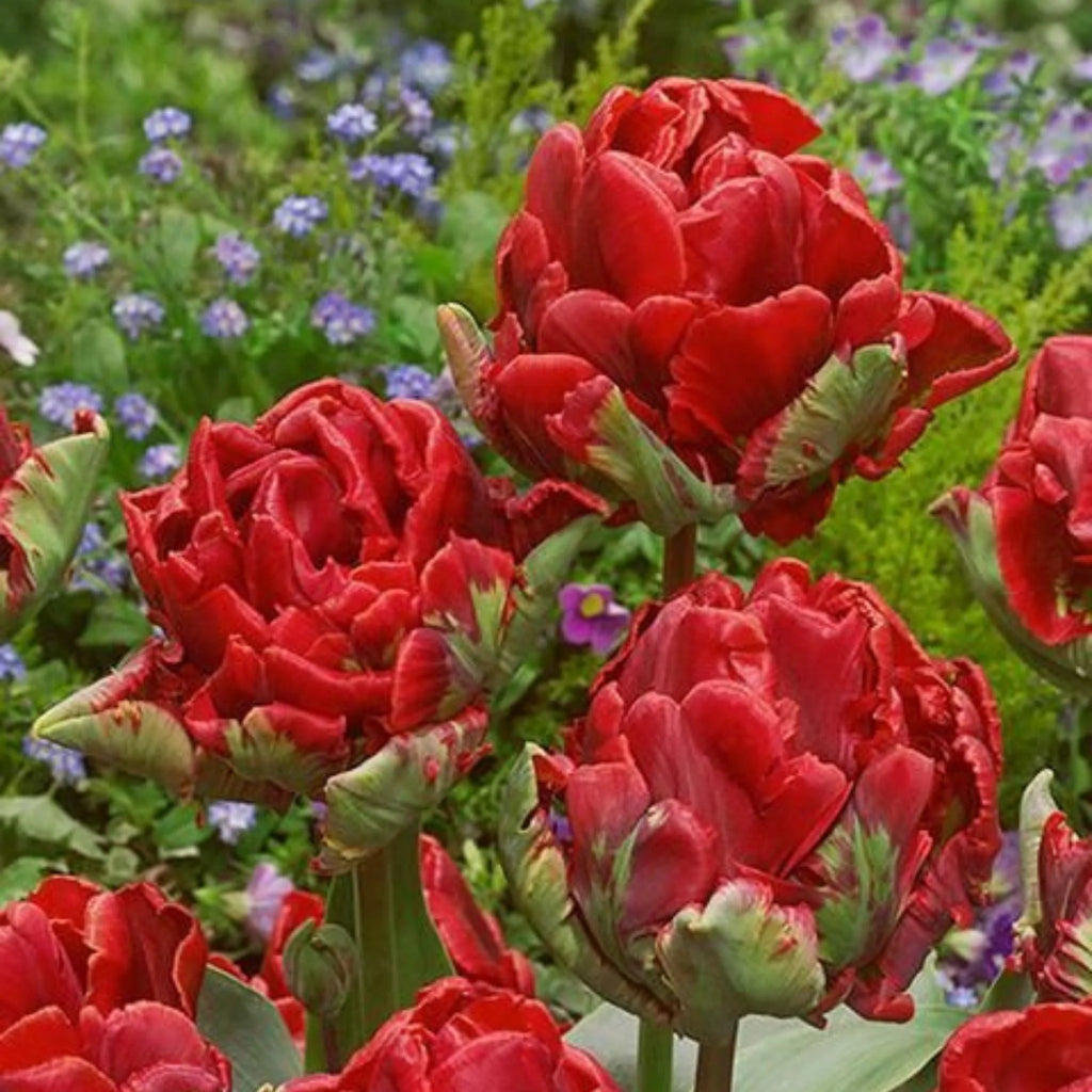 Bulbi Lalele Duble Pachet, soiuri rezistente cu flori mari și volum impresionant. Plantare toamna pentru un decor deosebit în aprilie-mai.