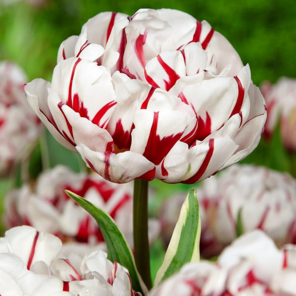 Bulbi Lalele Duble Pachet, soiuri cu petale abundente și aspect rafinat. Plantare toamna pentru flori impresionante în aprilie-mai.