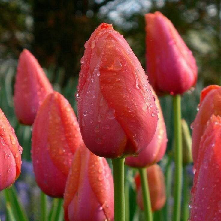 Bulbi_Lalele_Escape - Fitza Florilor