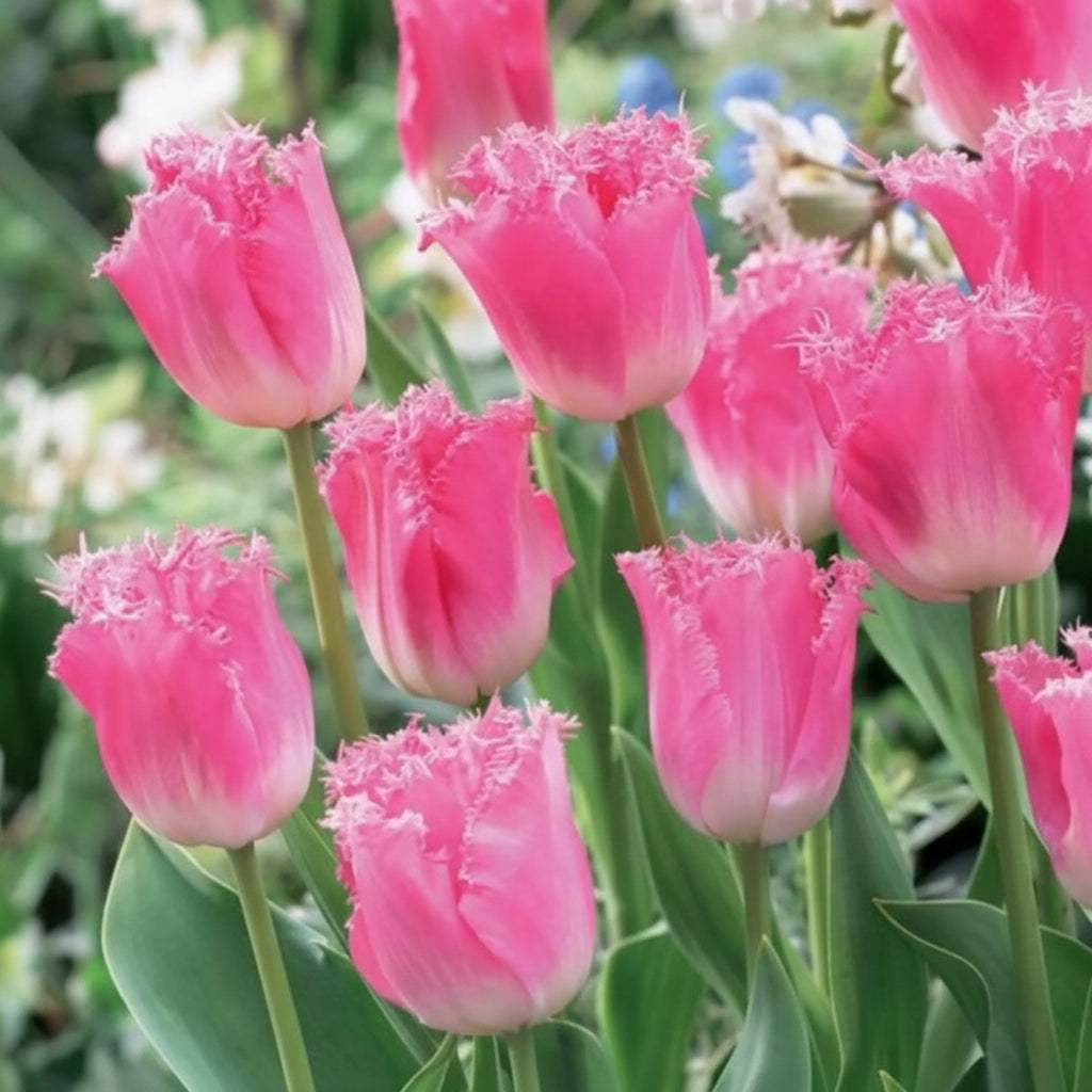 Bulbi_Lalele_Fancy_Frills - Fitza Florilor