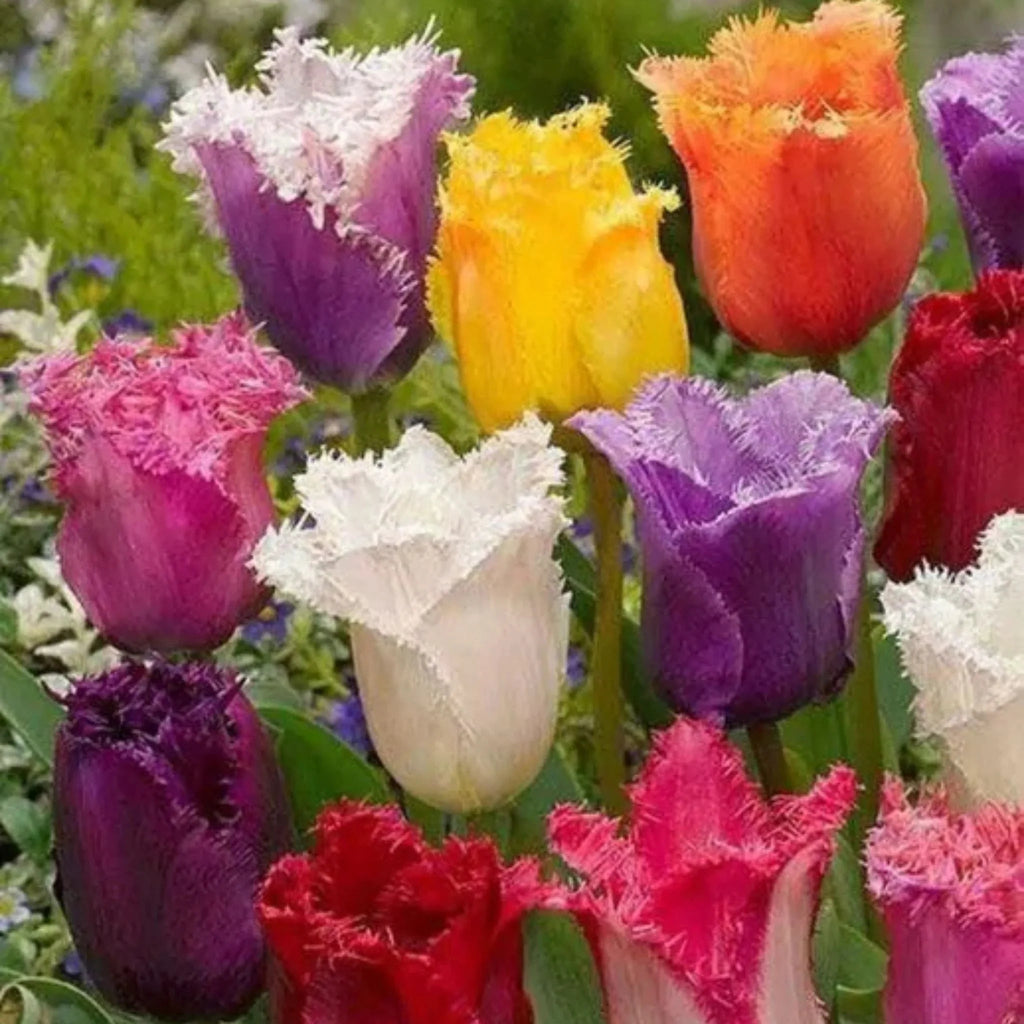 Bulbi Lalele Franjurate Fancy Pachet – flori elegante cu petale crestate și culori vibrante. Ideale pentru grădini rafinate primăvara.