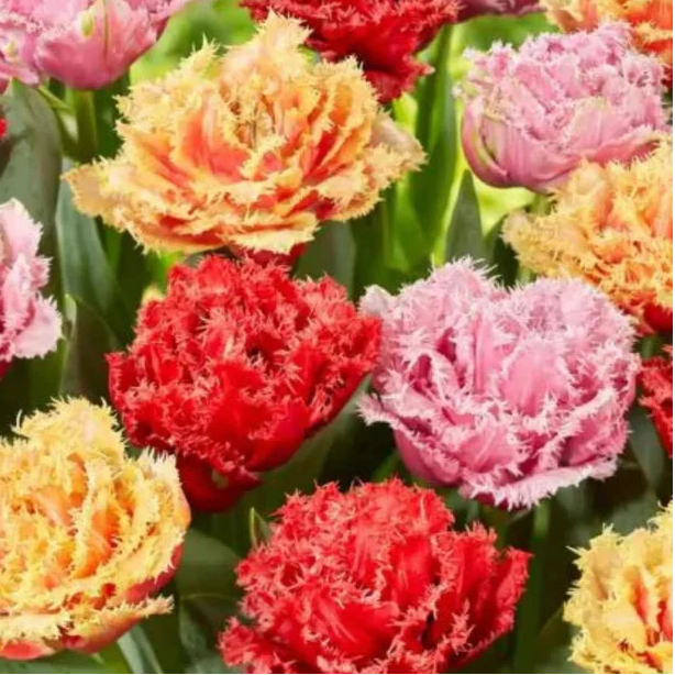 Bulbi Lalele Franjurate Pastel Pachet, lalele în culori pastelate cu margini franjurate și aspect rafinat.