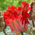 Bulbi_Lalele_Garden_Fire - Fitza Florilor