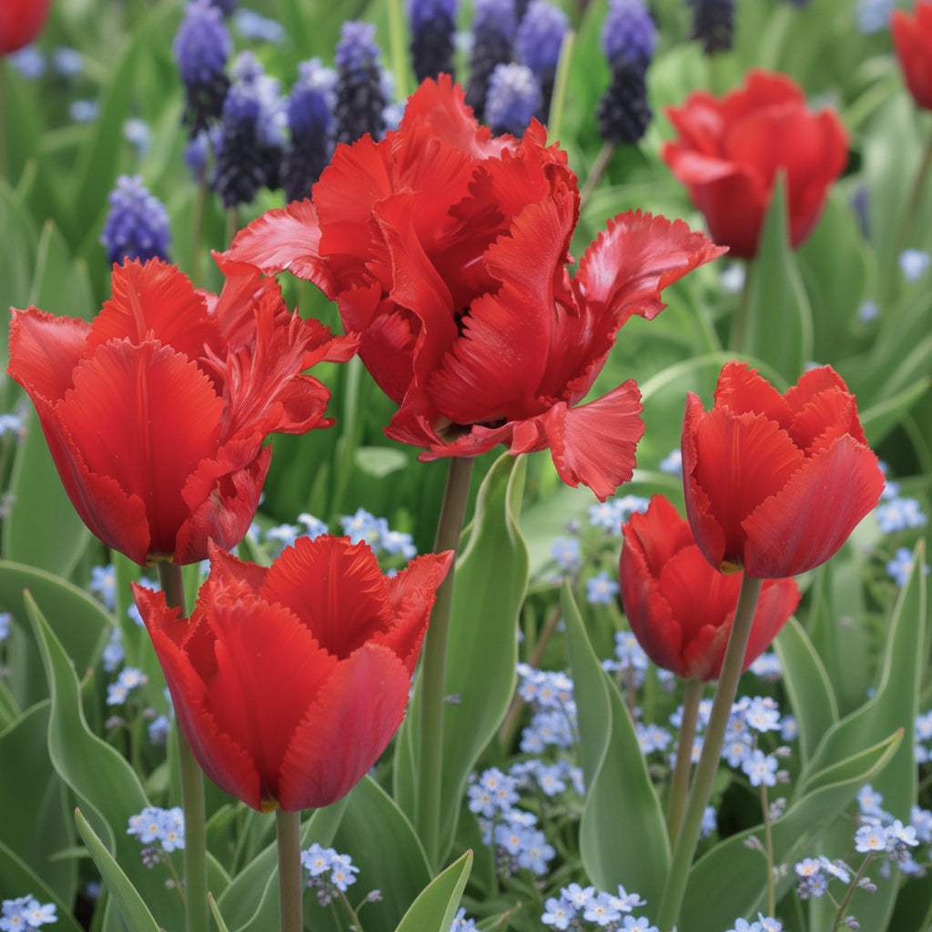 Bulbi_Lalele_Garden_Fire_1 - Fitza Florilor