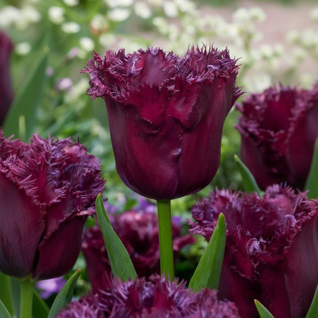 Bulbi_Lalele_Gorilla_1 - Fitza Florilor