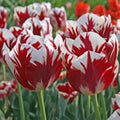 Bulbi Lalele Grand Perfection – soi elegant alb cu flacără roșie intensă. Ideal pentru grădini decorative și înflorire spectaculoasă primăvara.