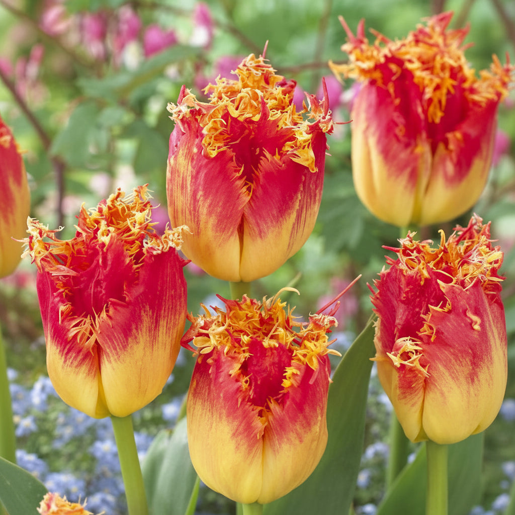 Bulbi Lalele Ice Cream Pachet, lalele duble cu aspect exotic și volum bogat. Plantare toamna pentru efect wow în aprilie-mai.