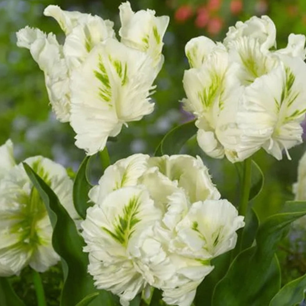 Bulbi Lalele Mix, pachet special cu lalele diverse pentru borduri și ronduri decorative. Plantare toamna, efect wow în aprilie-mai.