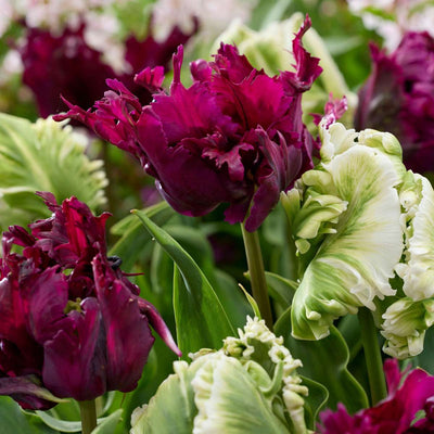 Bulbi Lalele Negrita Parrot – lalele mov intens, cu petale franjurate spectaculoase. Ideale pentru grădină sau ghiveci. Înflorire bogată primăvara.