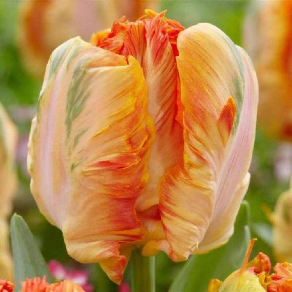 Bulbi_Lalele_Parrot_King_1 - Fitza Florilor